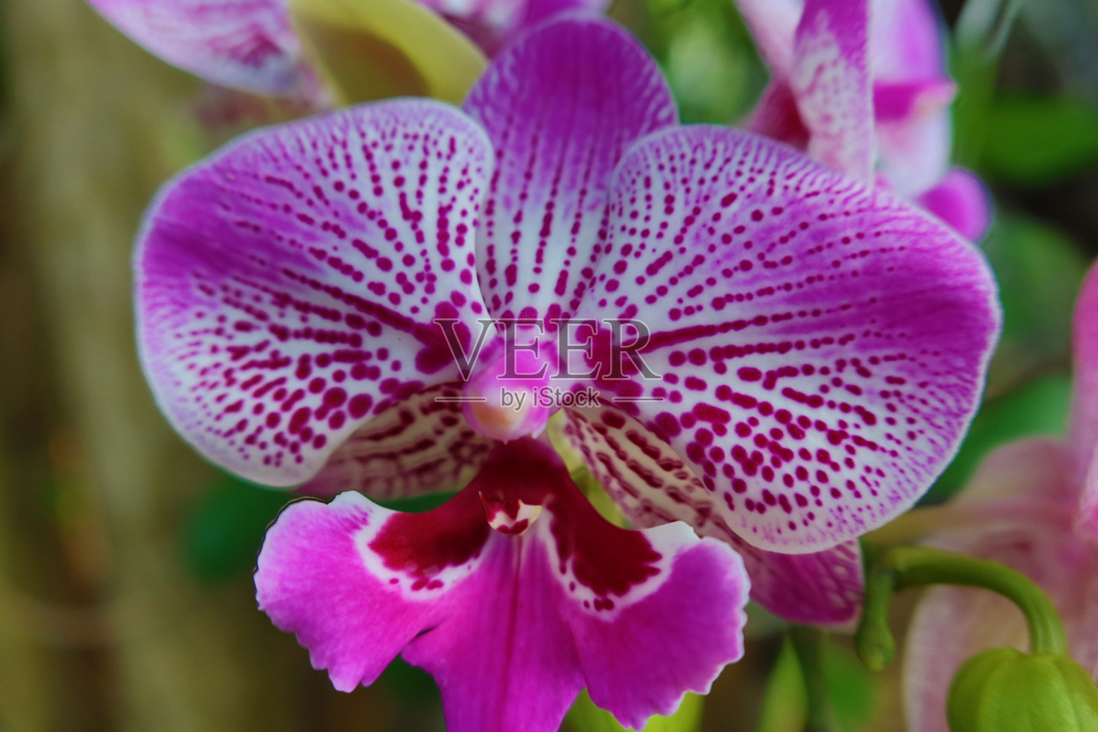 紫色的兰花照片摄影图片