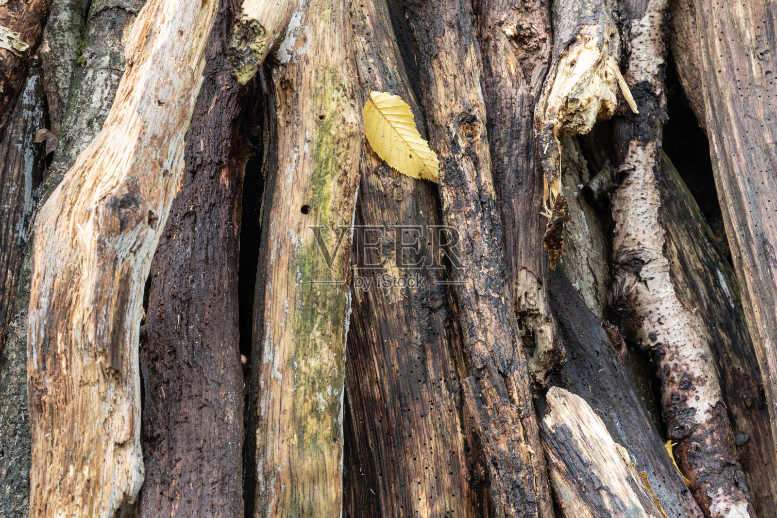 秋天，树枝和小枝从树上落在地上照片摄影图片