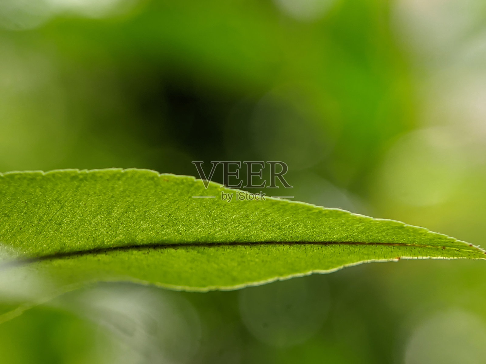 微距摄影，自然植物特写照片照片摄影图片