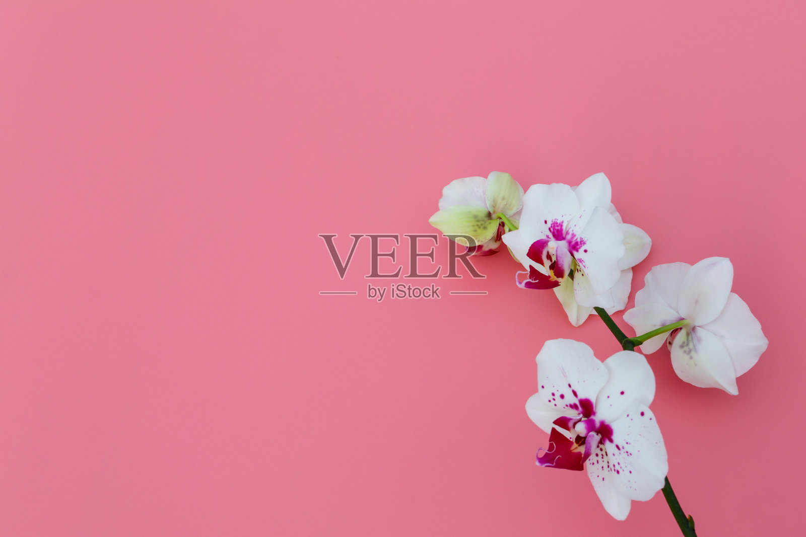 蝴蝶兰的分枝在淡粉色背景上。俯视图，复制空间照片摄影图片