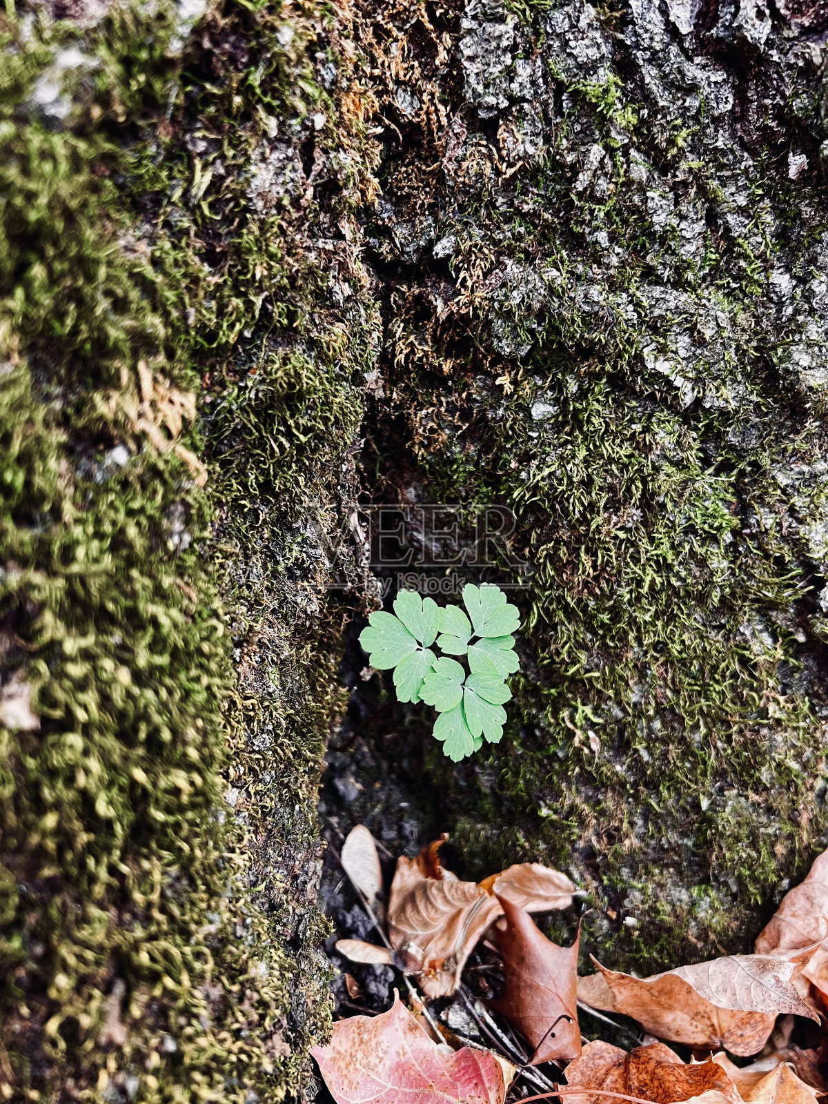 祝你好运照片摄影图片