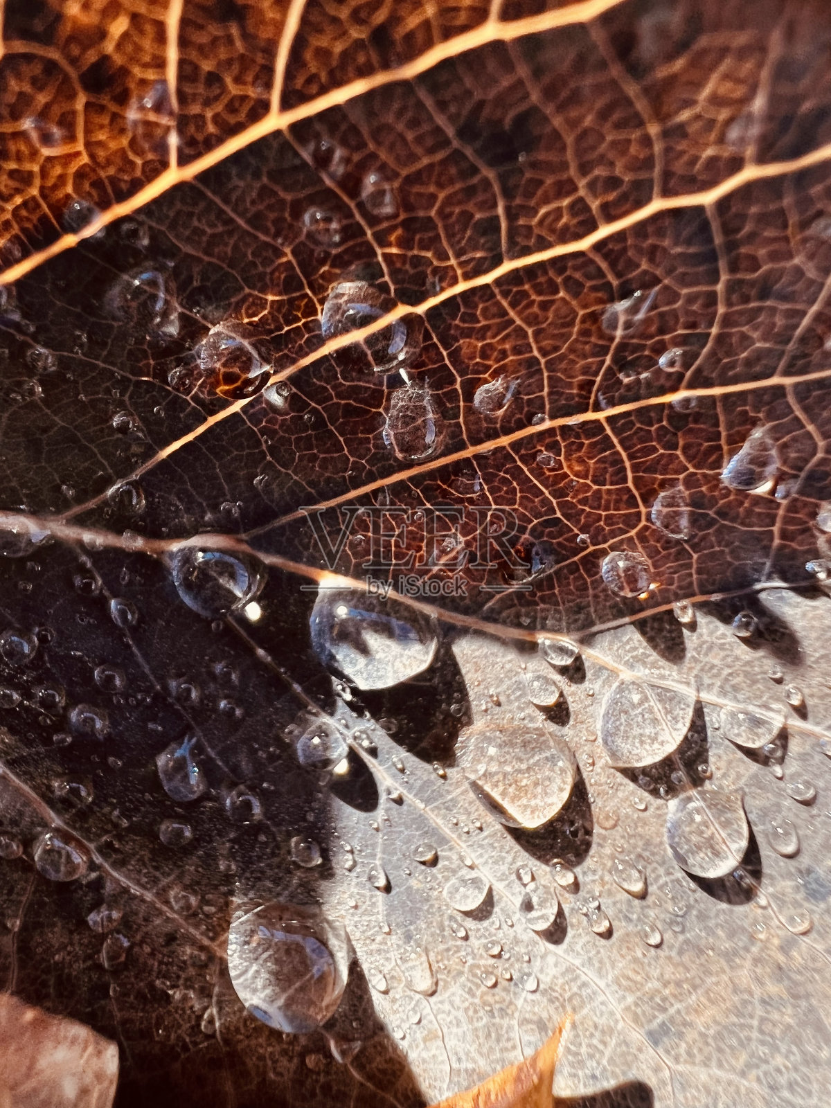 枫滴照片摄影图片