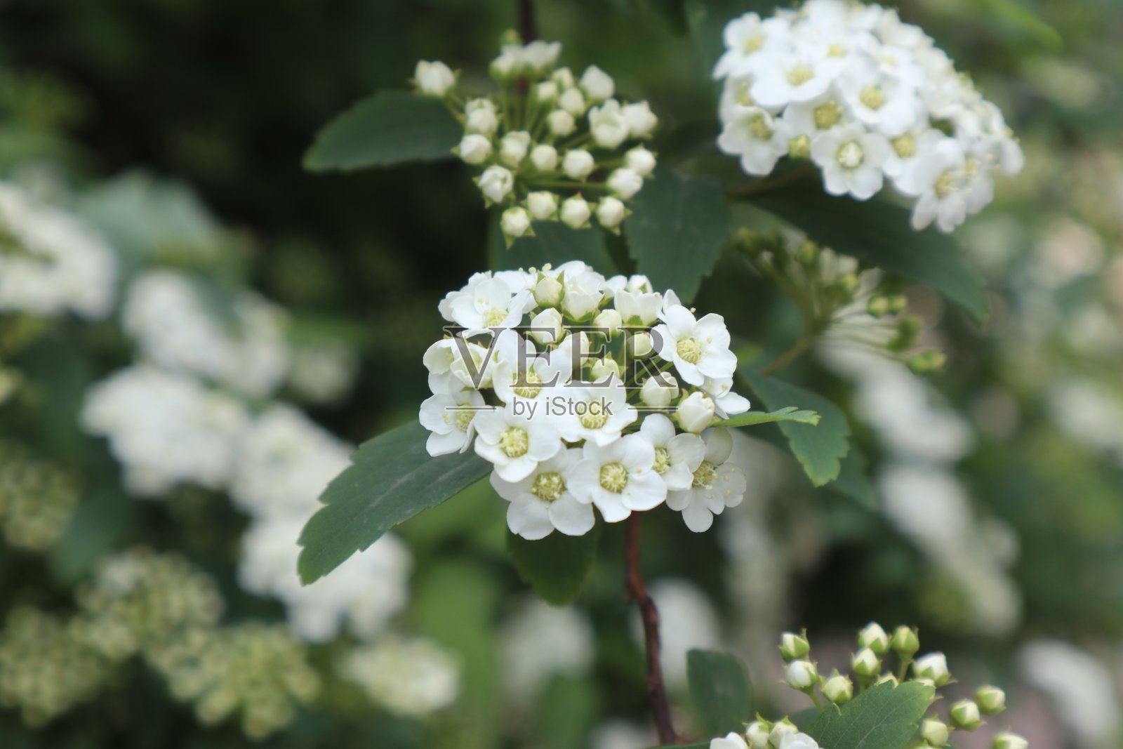 花照片摄影图片