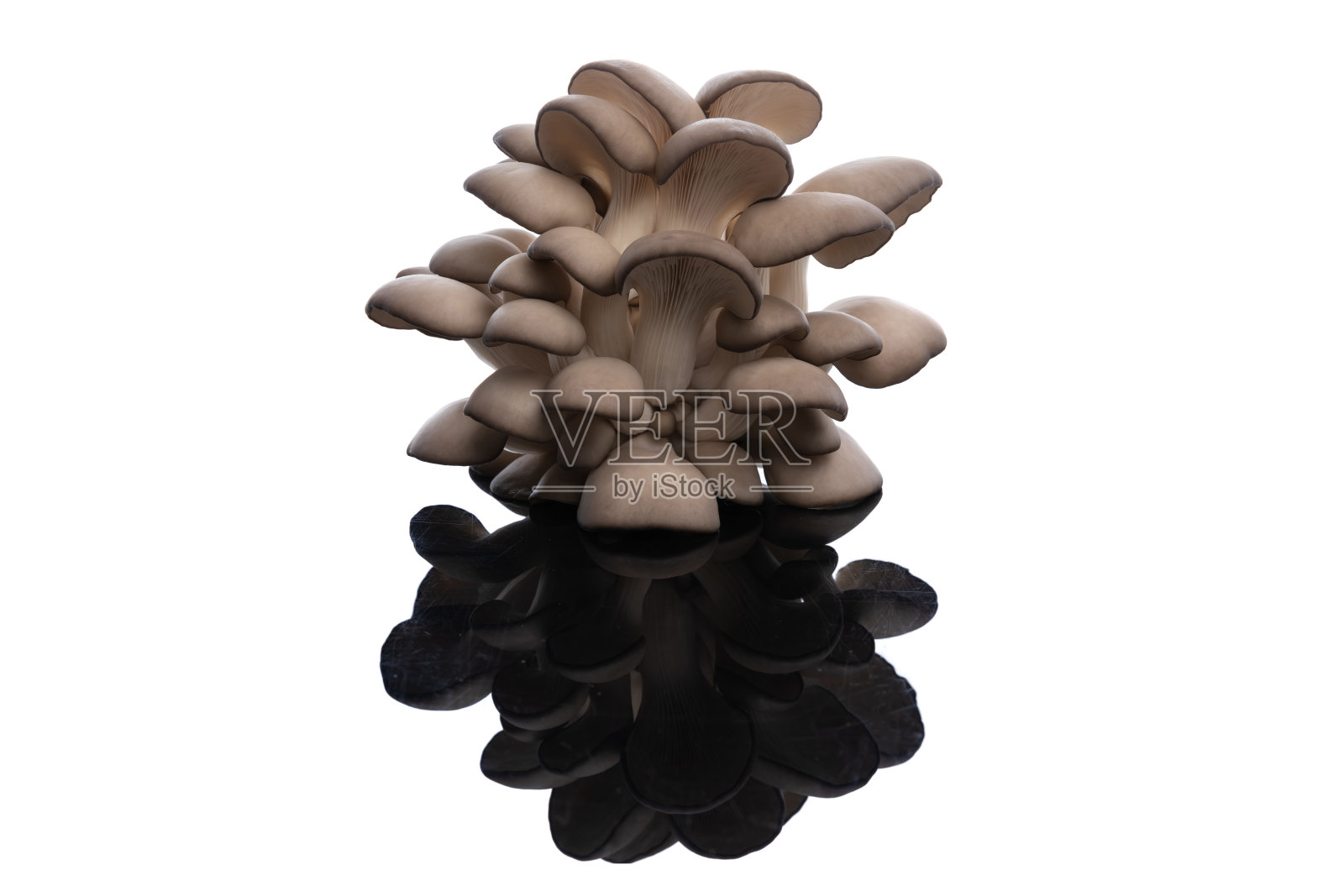 侧耳菇树状镜像，看起来像一朵花照片摄影图片