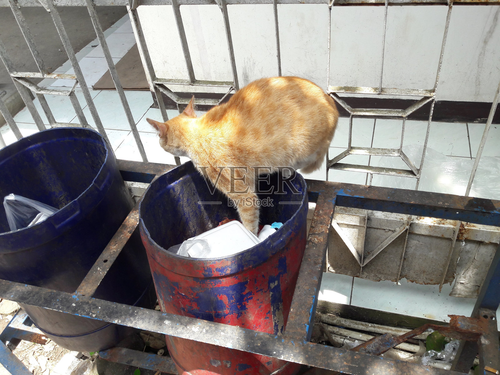 捡垃圾的猫照片摄影图片