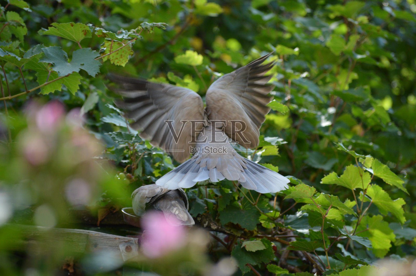 一只灰色的鸽子张开翅膀着陆照片摄影图片