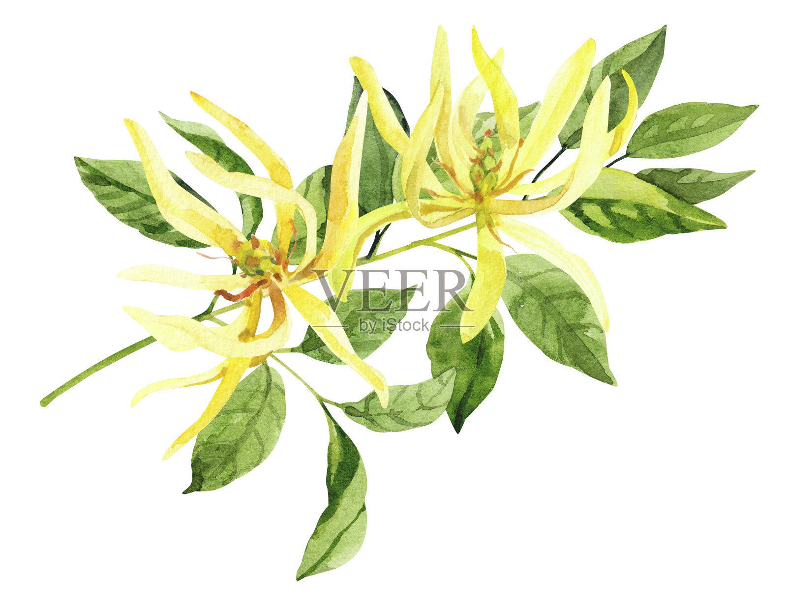 水彩手绘依兰枝花插画图片素材