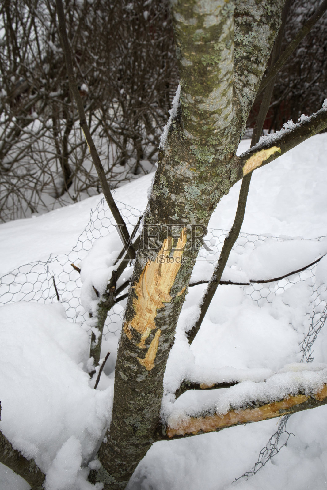 冬天的一棵小苹果树，树皮被兔子啃过照片摄影图片