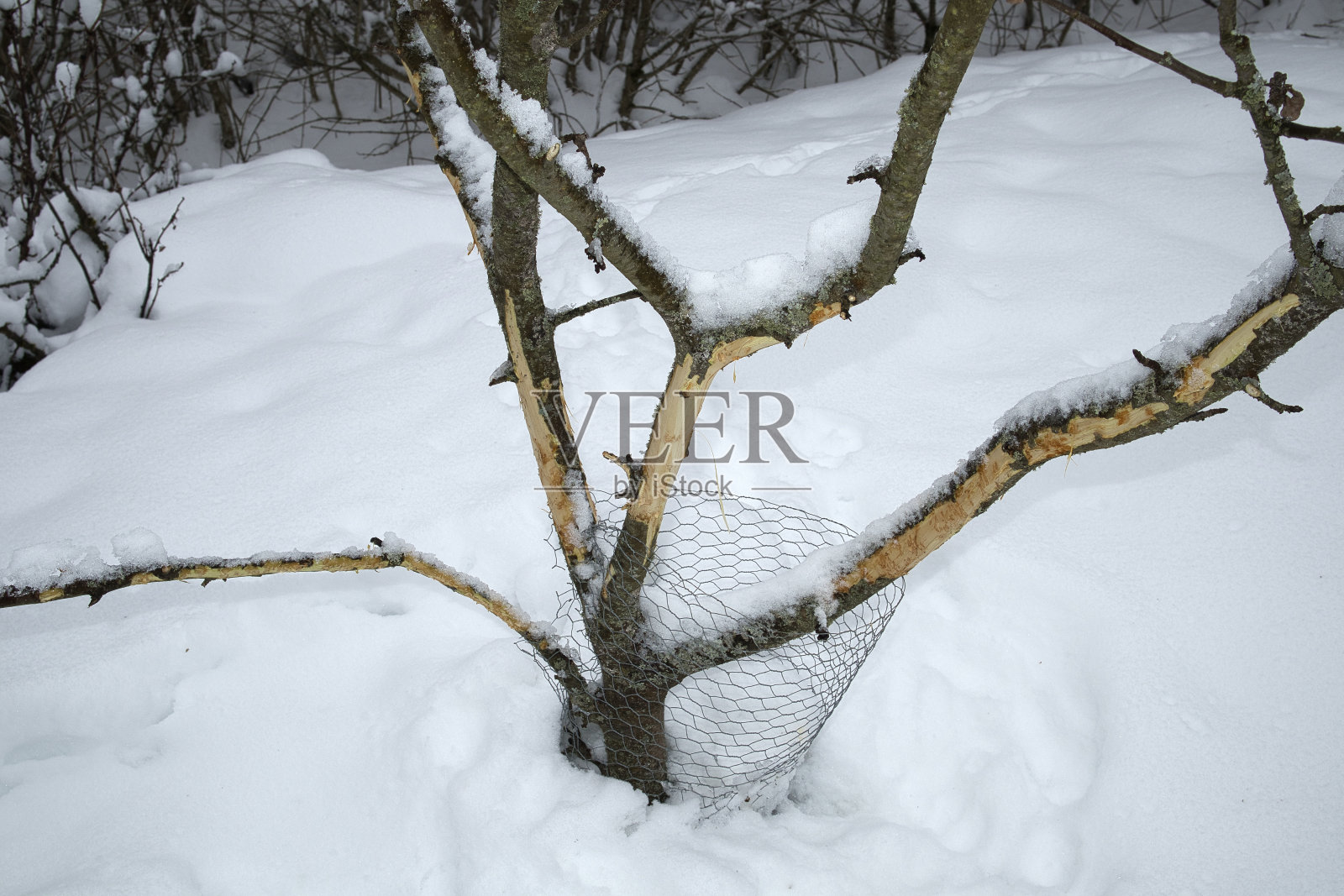 冬天的一棵小苹果树，树皮被兔子啃过照片摄影图片