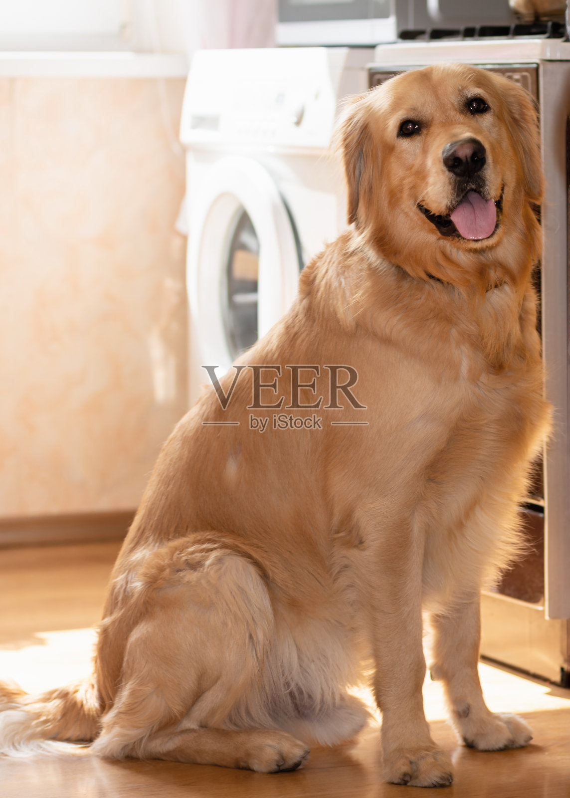 金毛拉布拉多寻回犬在厨房的木地板上无聊地坐着。模糊的背景。照片摄影图片
