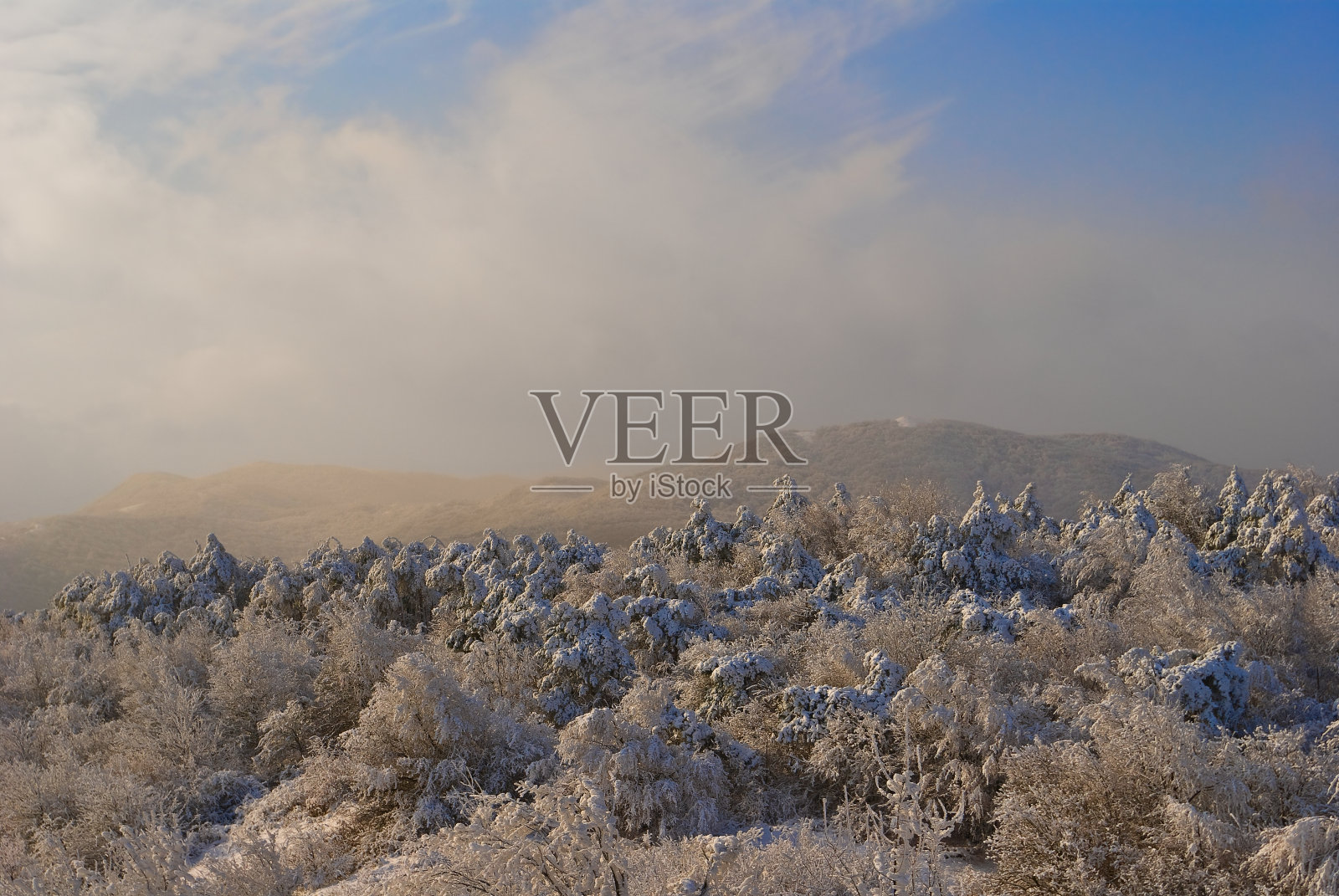 冬松林照片摄影图片