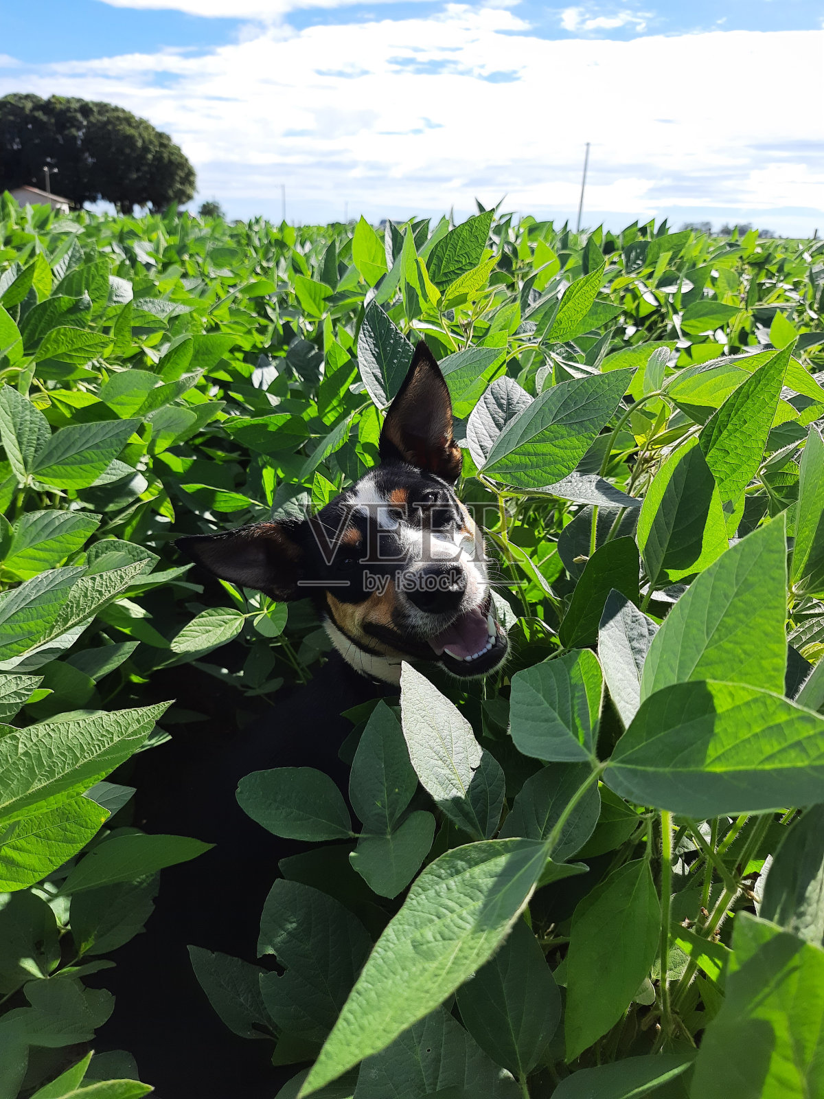 微笑的狗在大豆田照片摄影图片