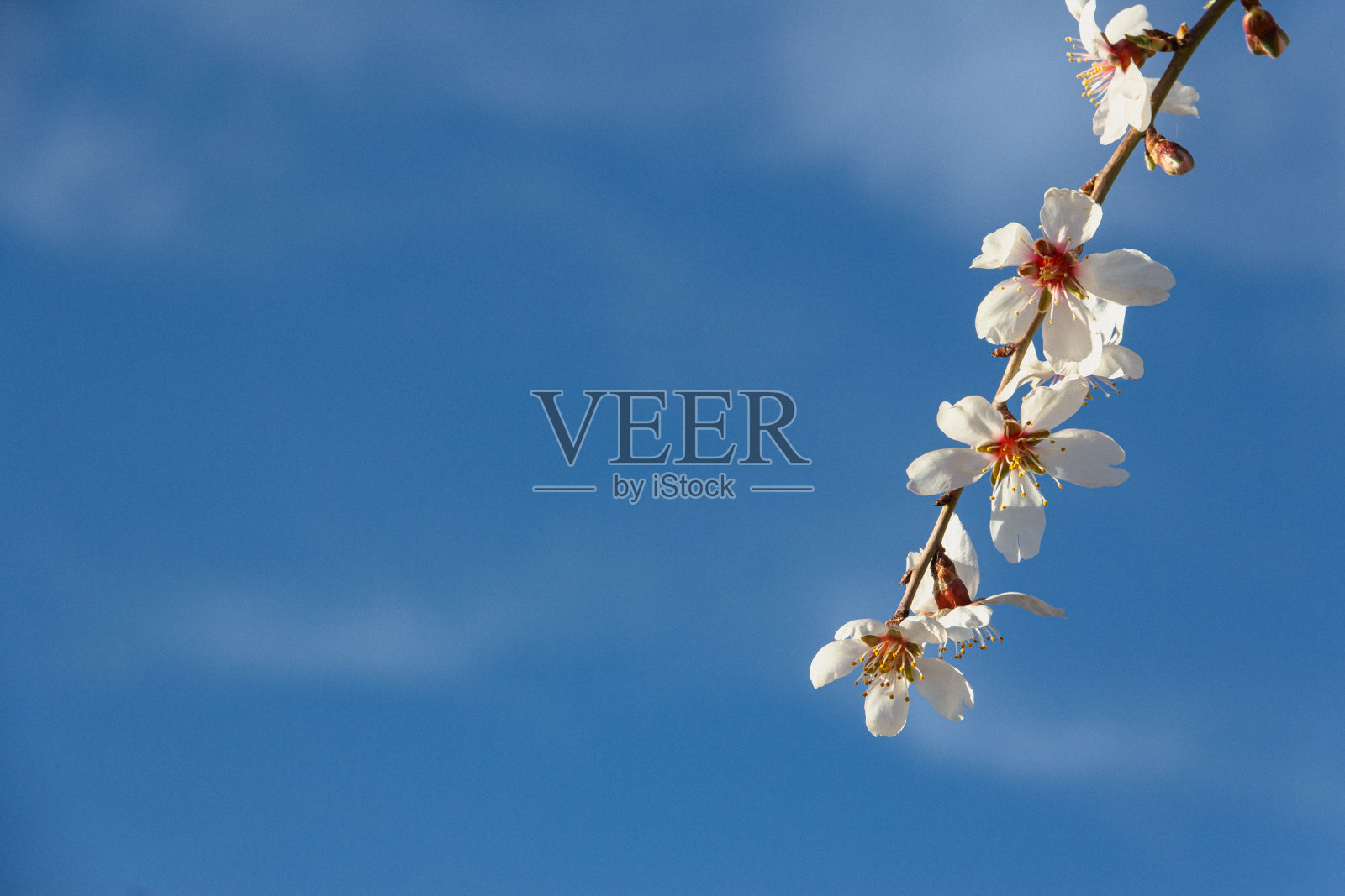 在蓝天的映衬下，杏树盛开。春天有白花。有选择性的重点。副本的空间。照片摄影图片