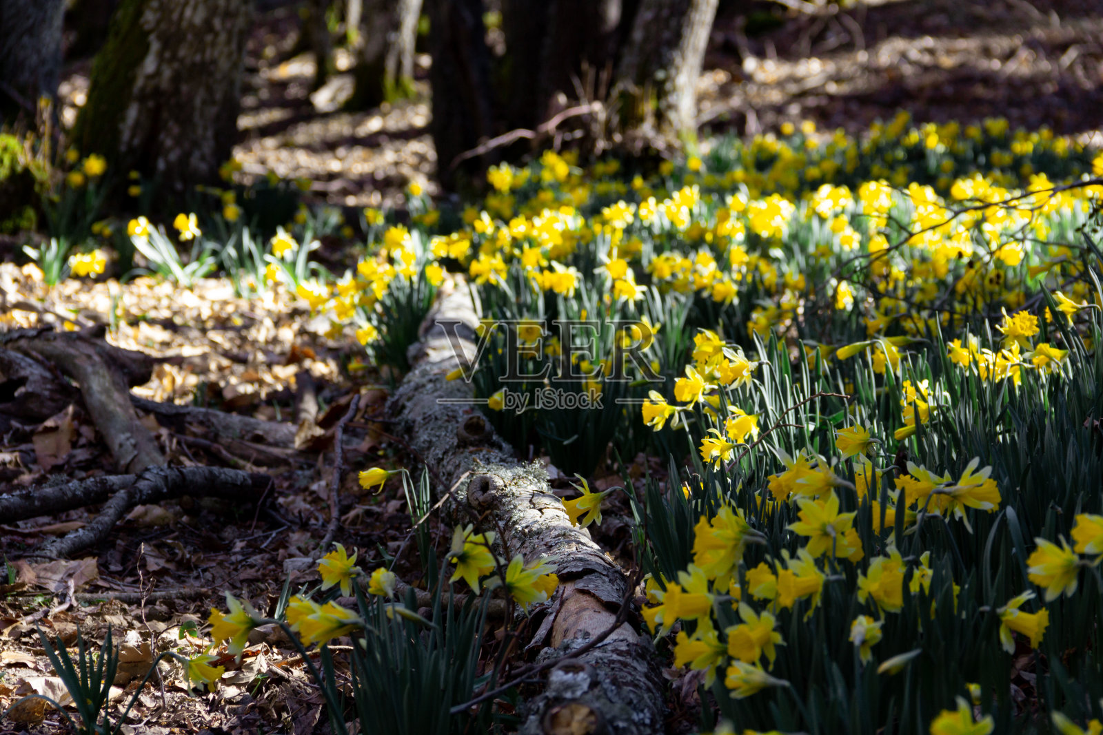 森林里黄色的水仙花在草地上盛开。有选择性的重点。副本的空间。照片摄影图片