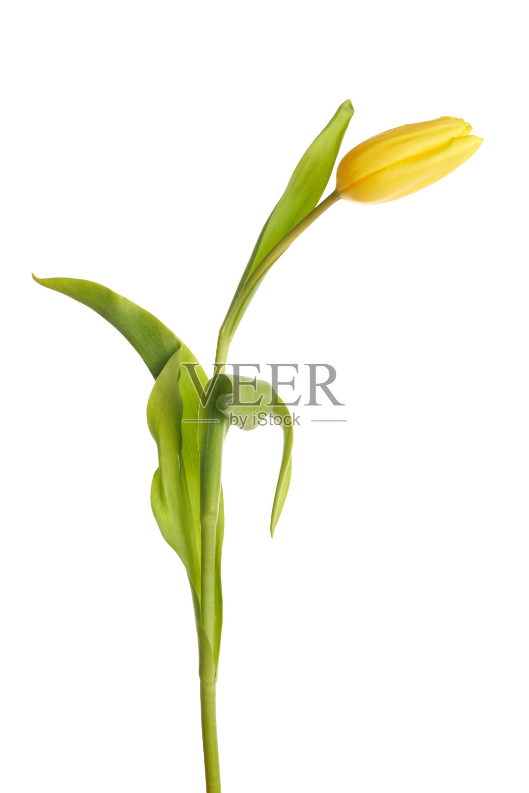 美丽的黄色郁金香孤立在白色的背景上。照片摄影图片