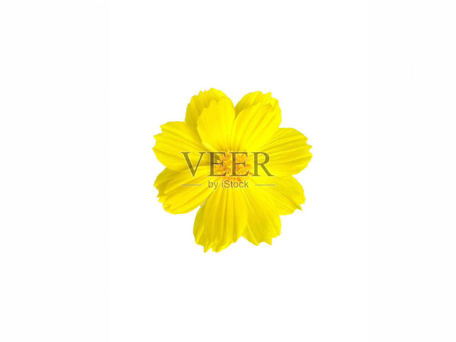 美丽明亮的黄色花朵在白色孤立的背景下照片摄影图片