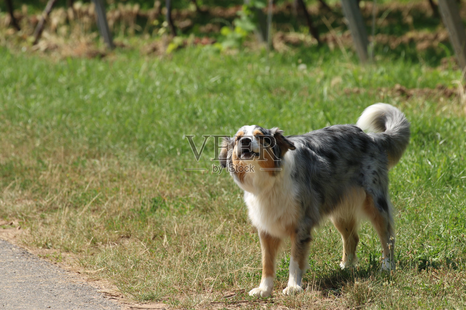 澳大利亚牧羊犬照片摄影图片