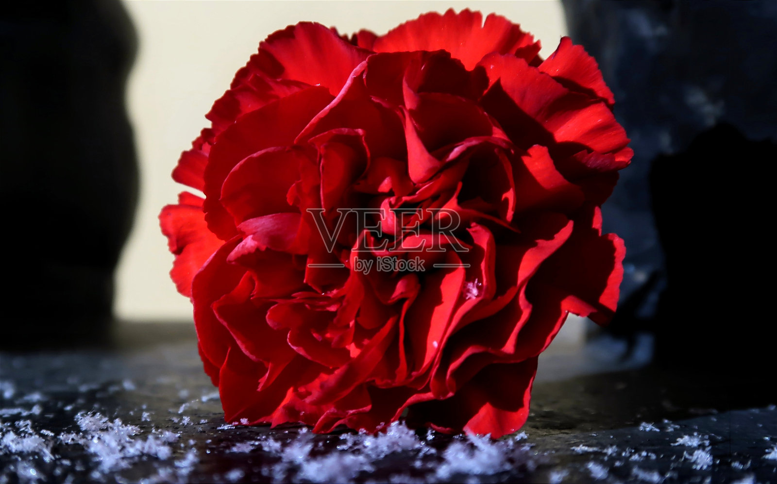 花照片摄影图片