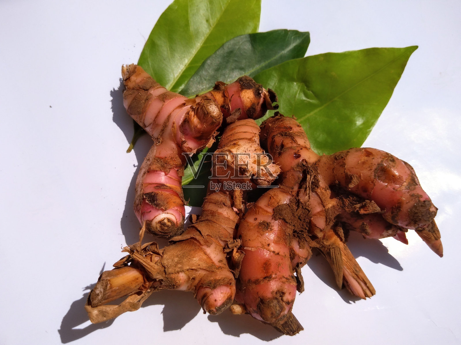 高良姜照片摄影图片