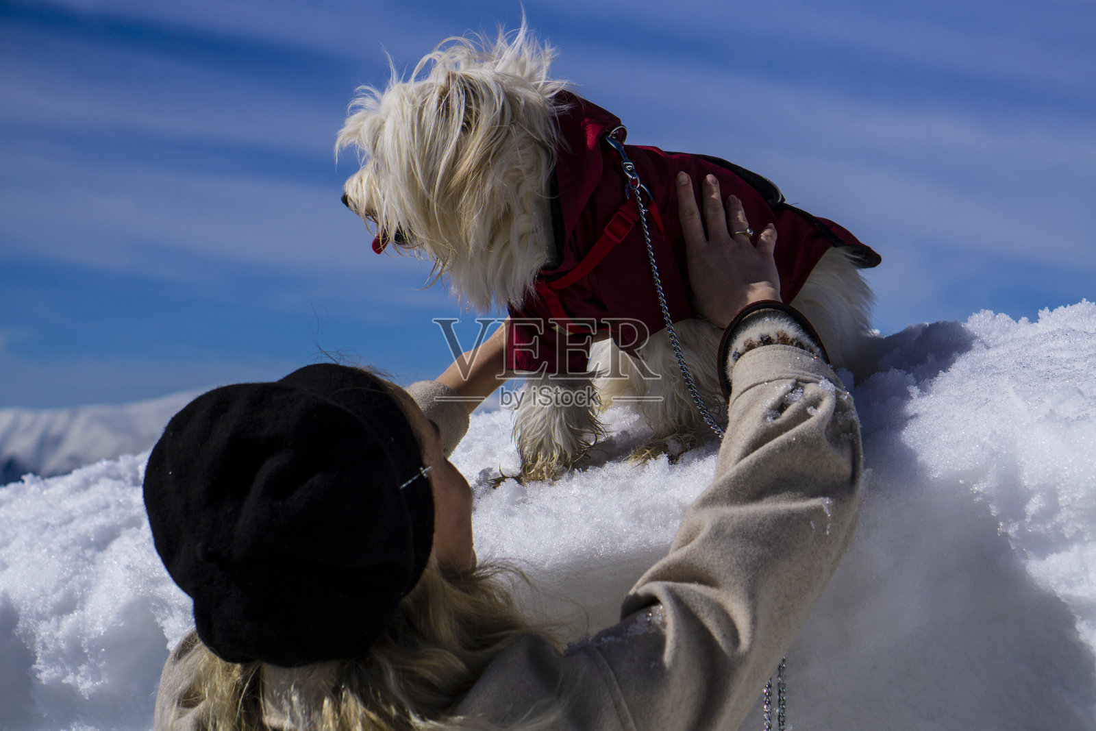宠物爱照片摄影图片