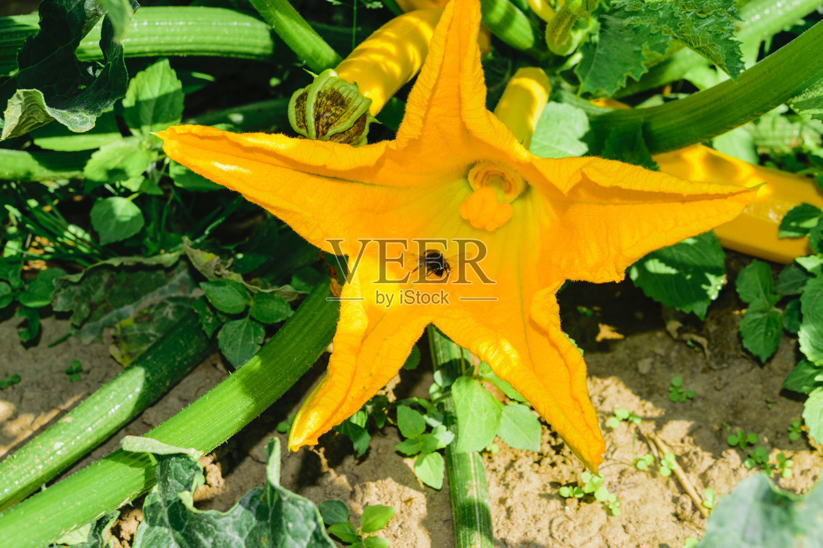 清晰的黄色南瓜花生长在农村与飞行的大黄蜂照片摄影图片