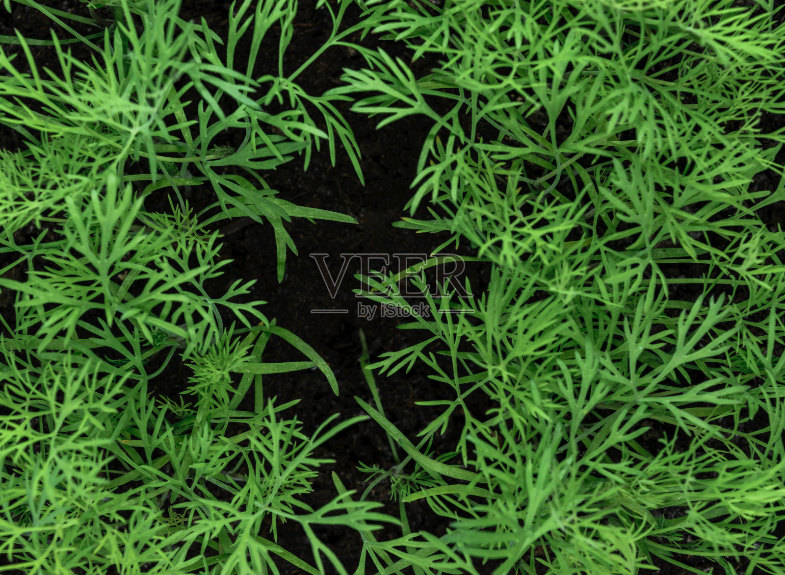 背景面年轻和新鲜生长的莳萝宏观的观点从上面照片摄影图片