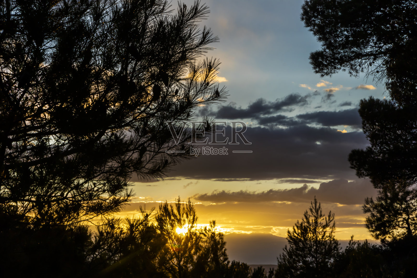 日落时分，云雾缭绕，阳光洒在松树上。照片摄影图片