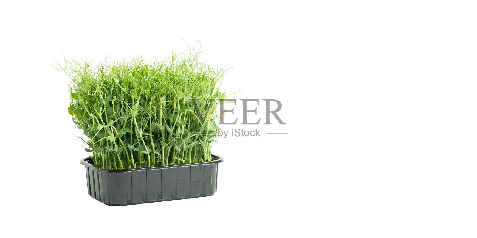 在白色背景上的一个正在生长的容器里的豌豆绿色。素食和健康饮食理念照片摄影图片
