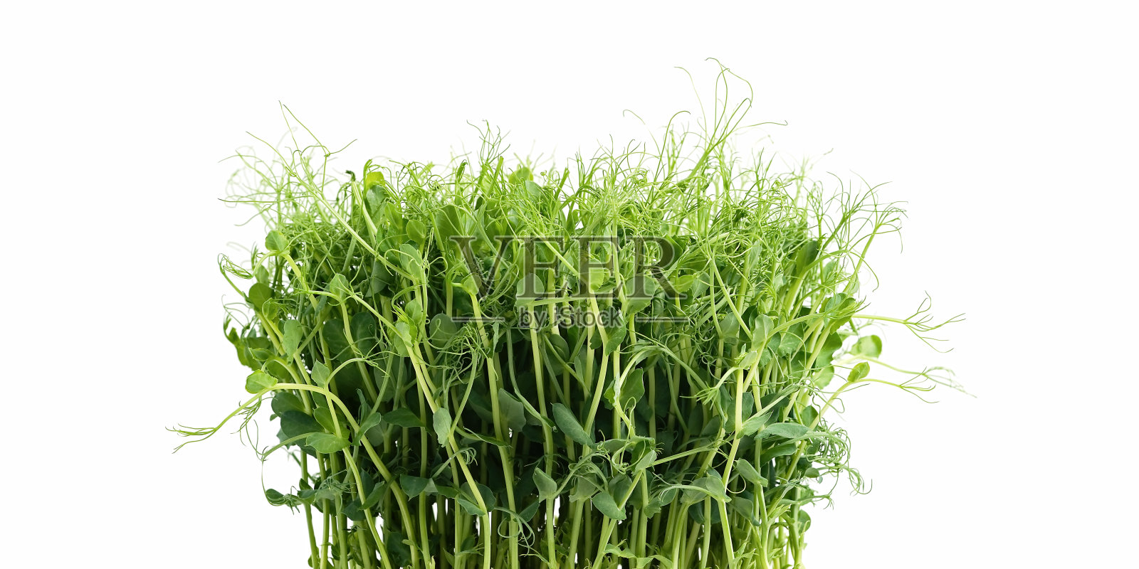 豌豆嫩绿密芽有机嫩苗照片摄影图片