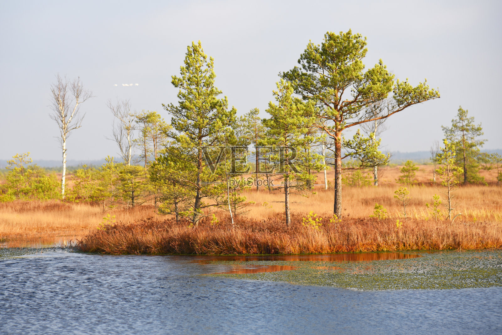 东欧沼泽和泥炭沼泽。野生动物生态保护区。荒野的沼泽地。沼泽地和湿地，沼泽，沼泽。照片摄影图片