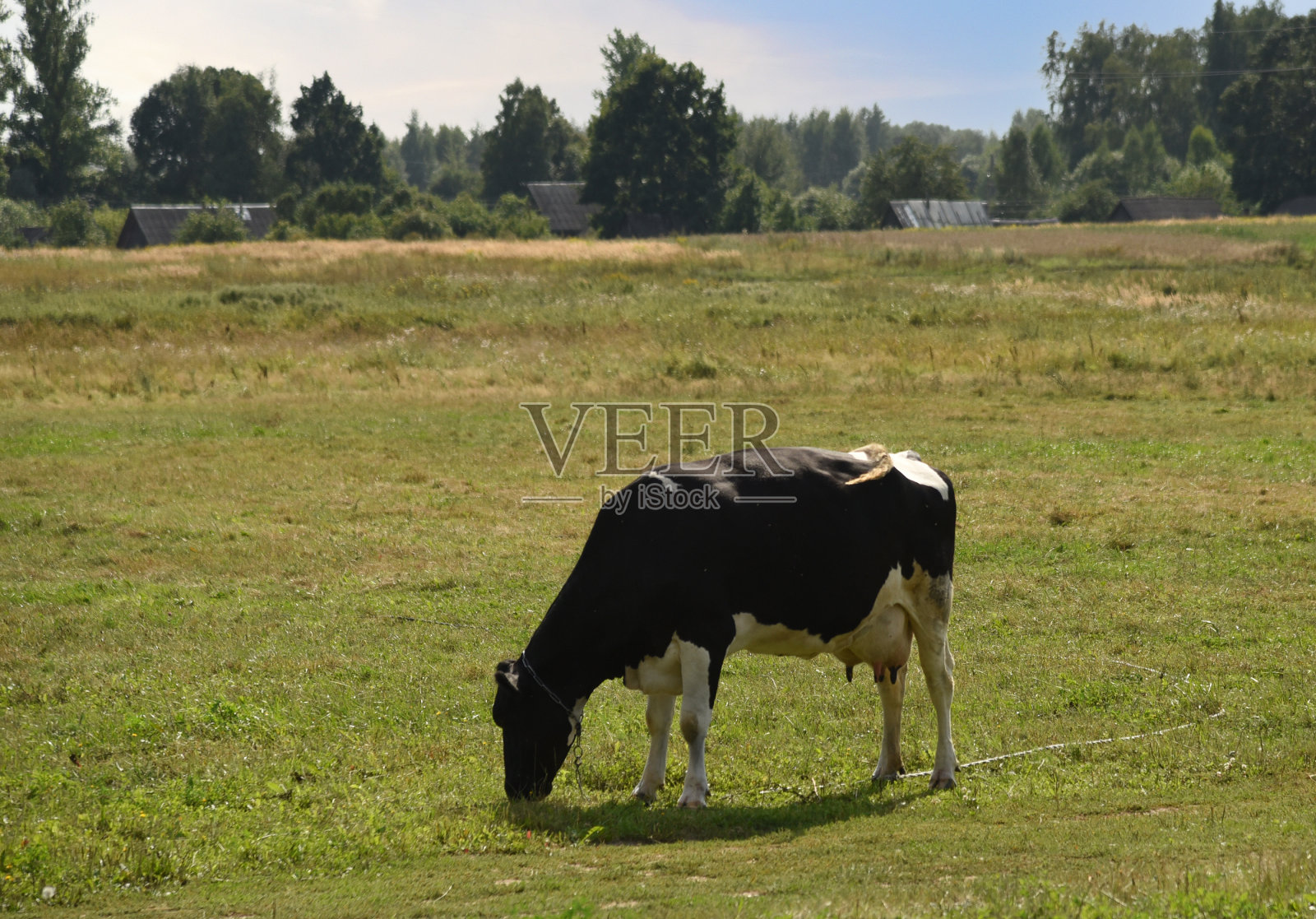 牛在草地上吃草照片摄影图片