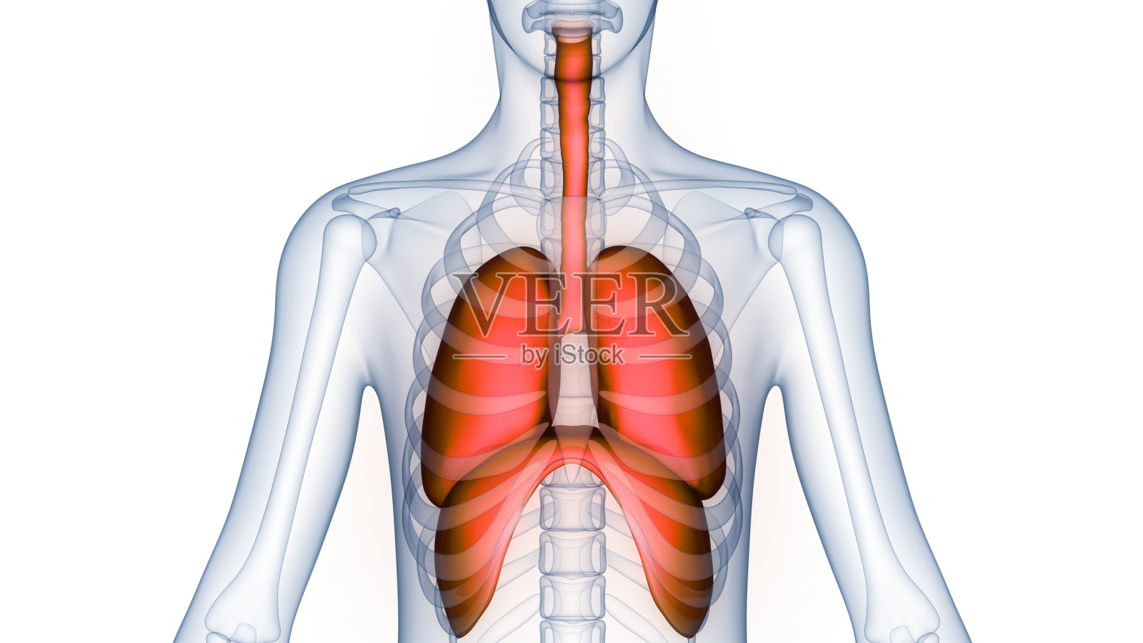 人体呼吸系统肺解剖学照片摄影图片