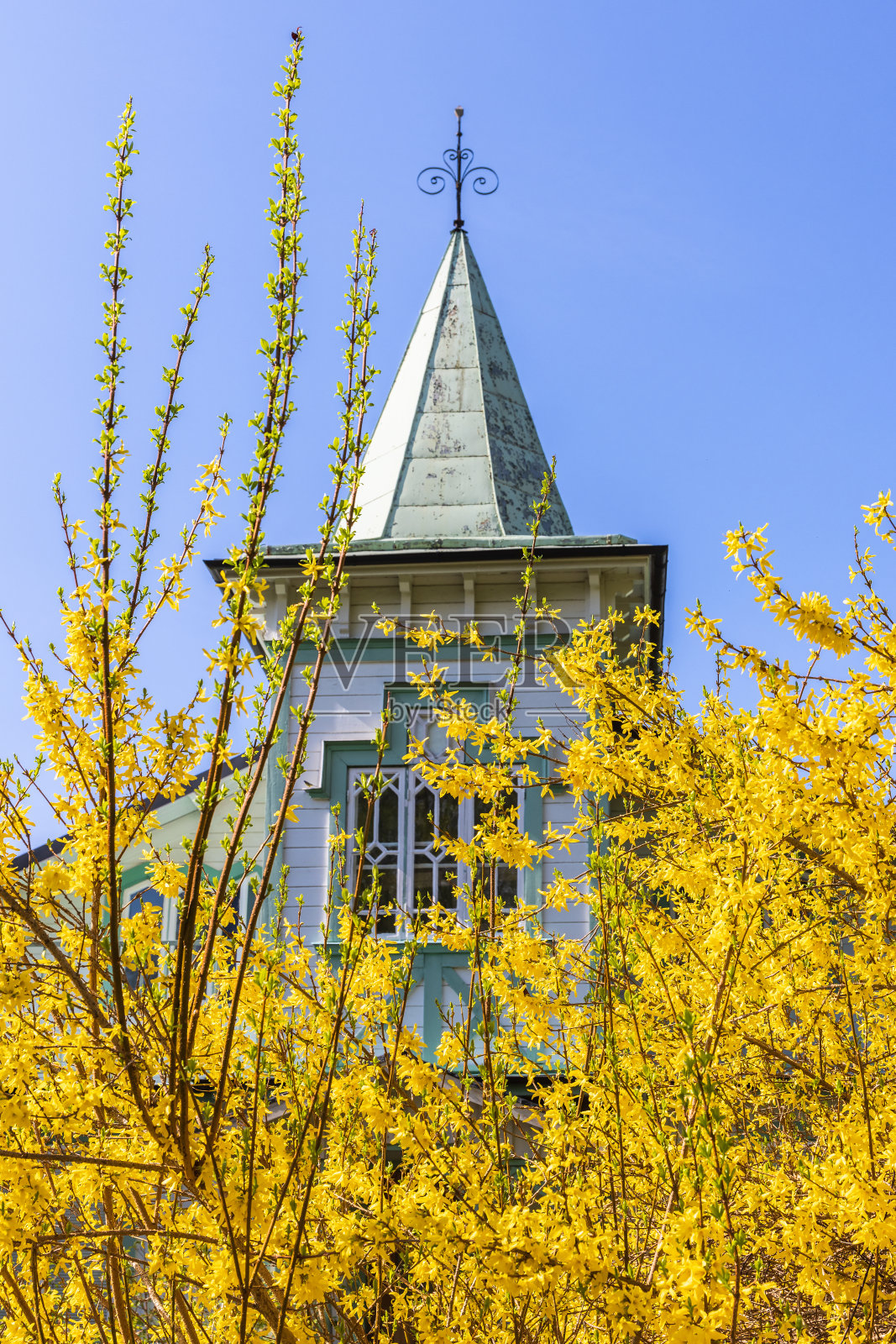有塔和黄色连翘的房子照片摄影图片