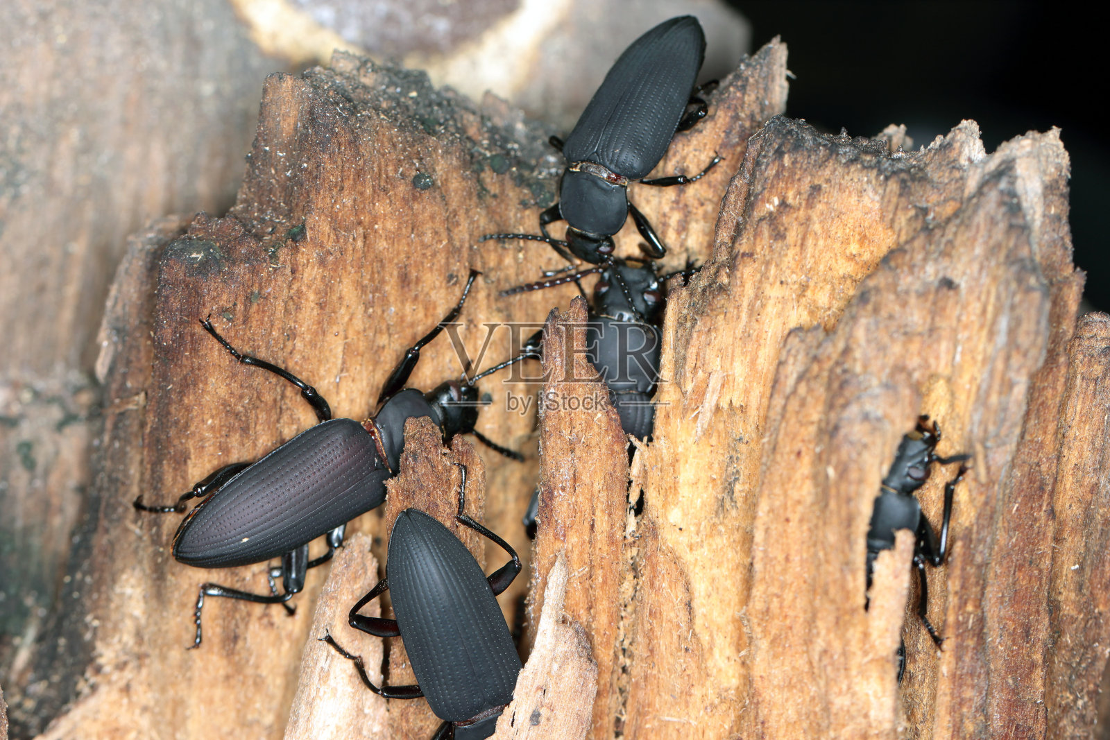 木头上的黑甲虫。照片摄影图片