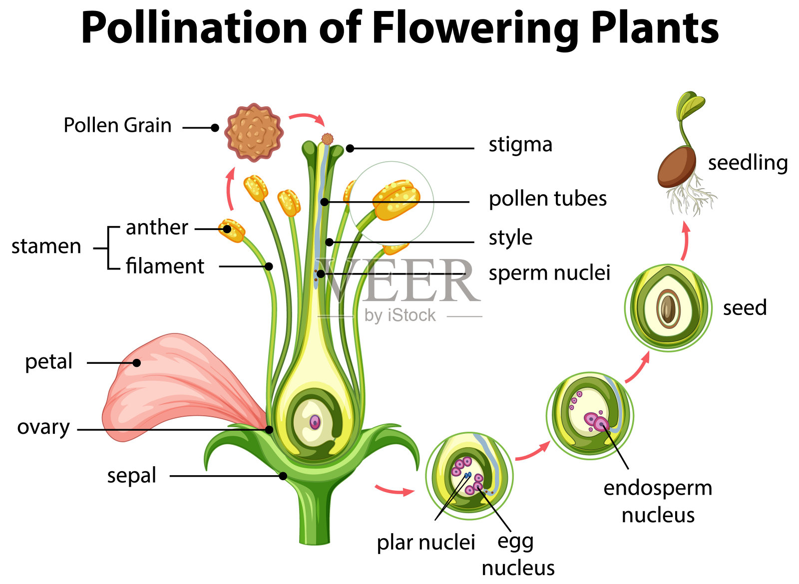 开花植物授粉示意图插画图片素材
