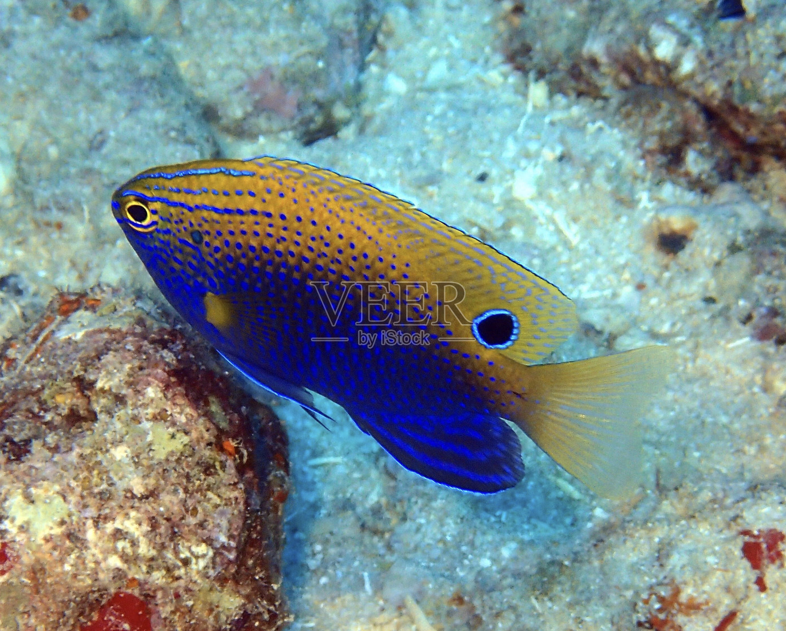 鳞片状鳍鱼照片摄影图片