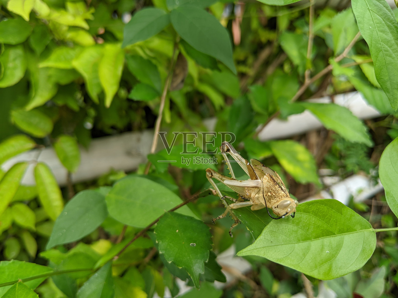 一只绿色的蚱蜢栖息在一片小叶子上照片摄影图片