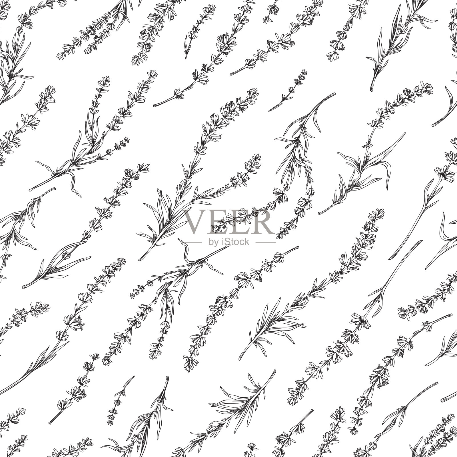 无缝图案设计与薰衣草花雕刻矢量插图。插画图片素材