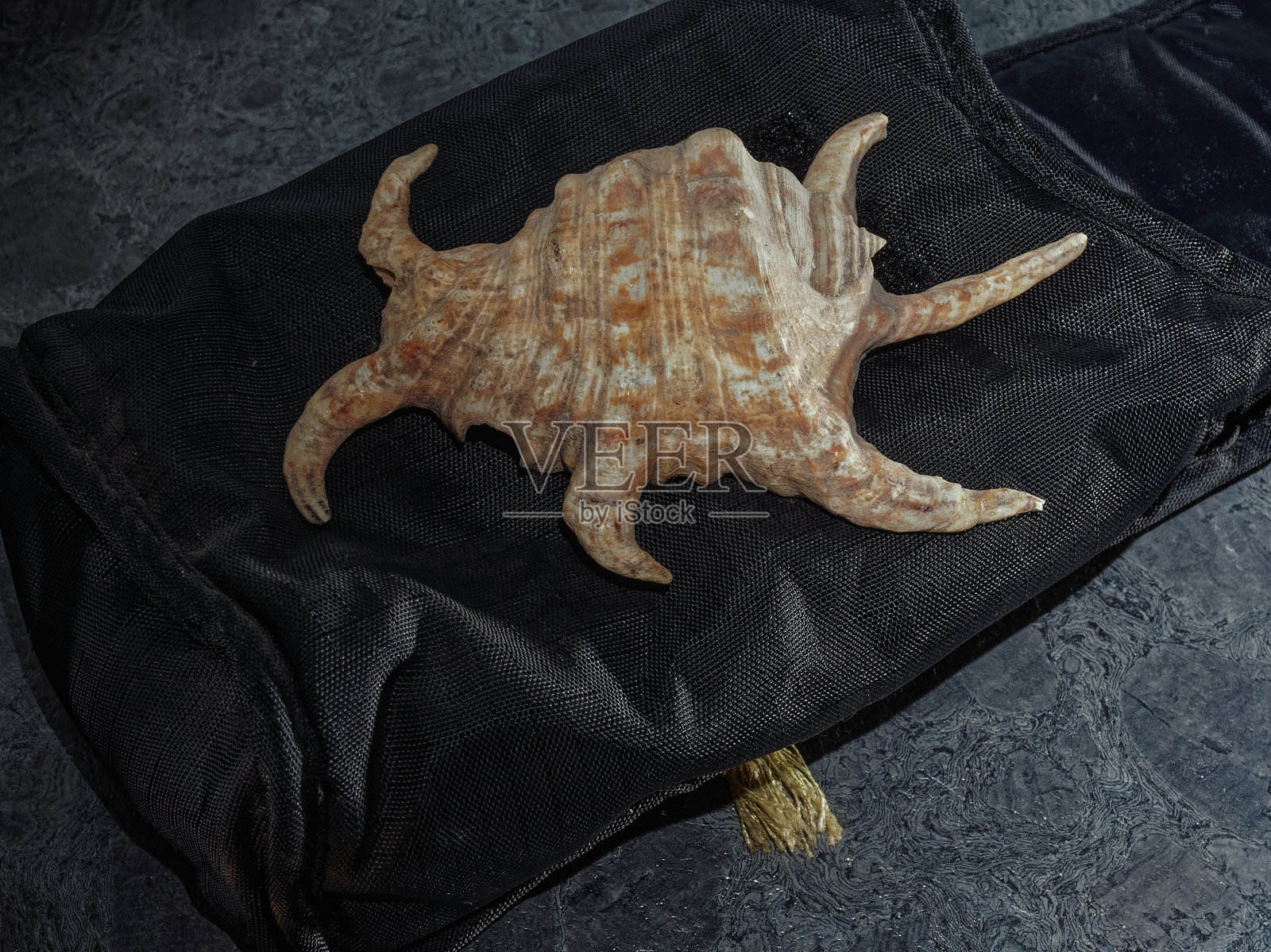 巨大的哈帕戈sp.海蜘蛛海螺壳在黑色的背景照片摄影图片