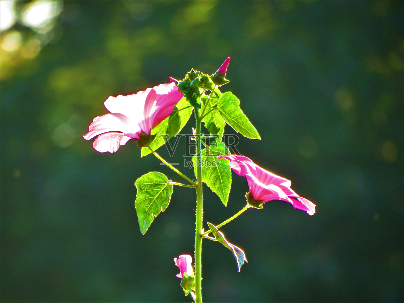 锦葵属植物的粉红色花朵。照片摄影图片