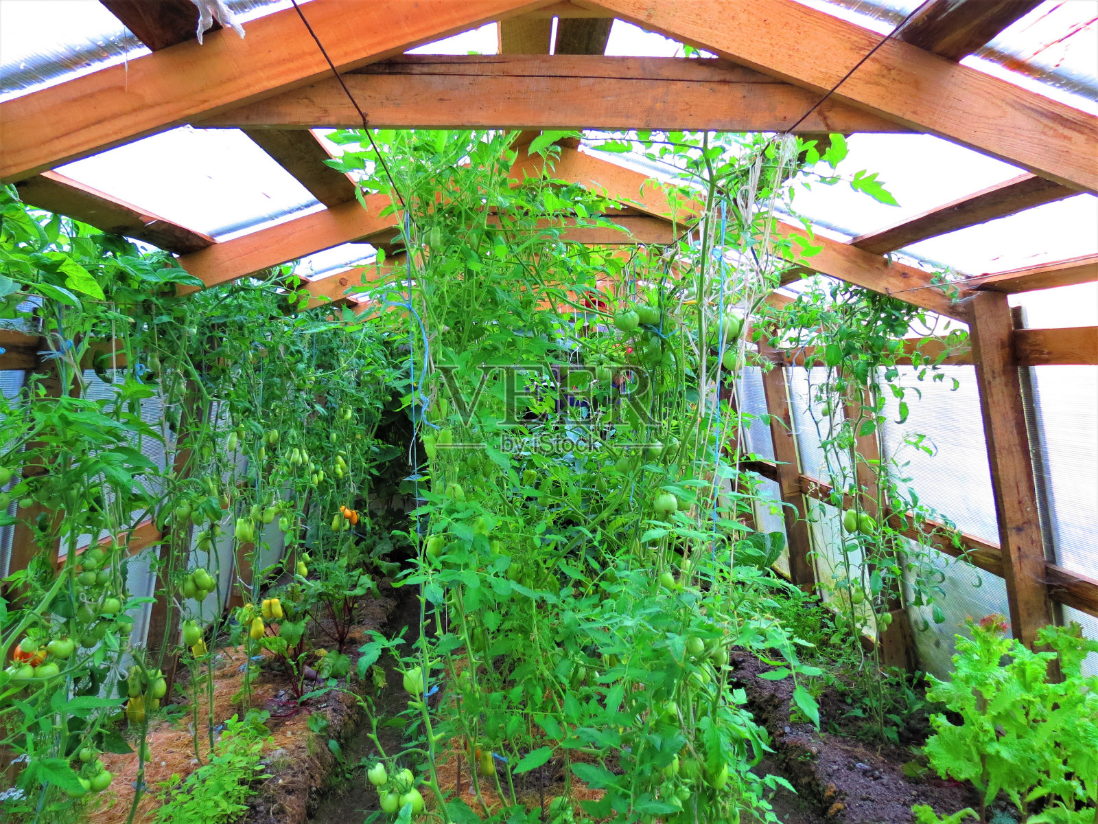 用聚乙烯做的温室。照片摄影图片