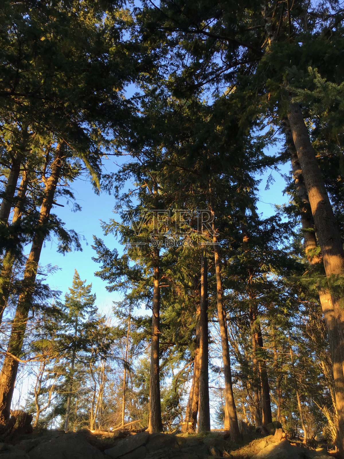 日落时排成一排的树照片摄影图片