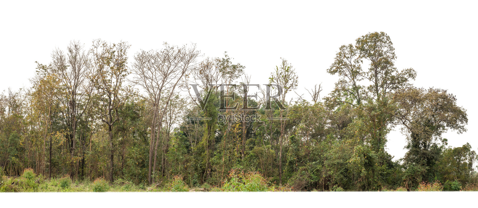 在白色背景上孤立的绿色树木。森林和树叶在夏天的印刷和网页与切割路径和alpha通道照片摄影图片