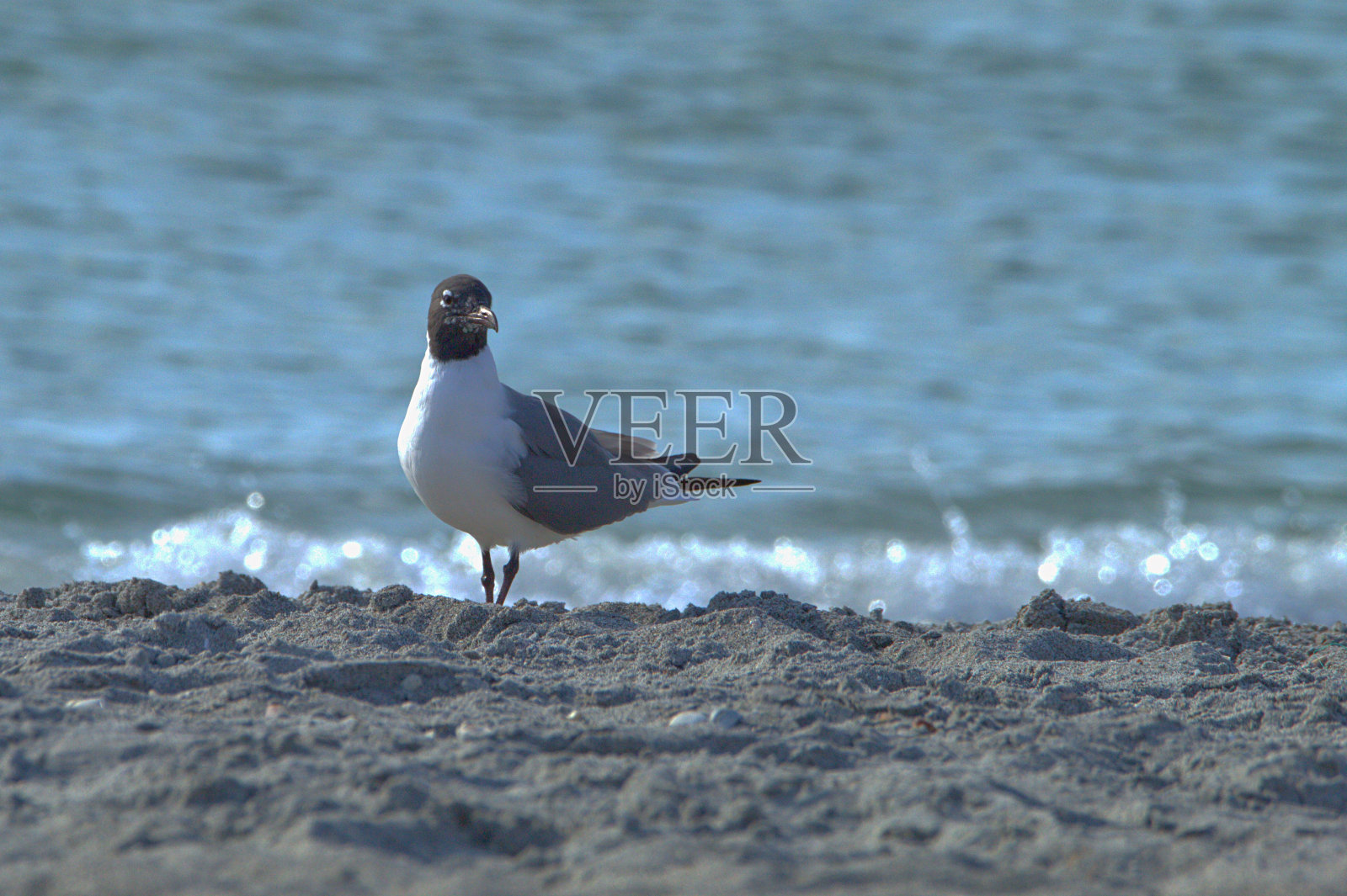 笑鸥与浪花照片摄影图片