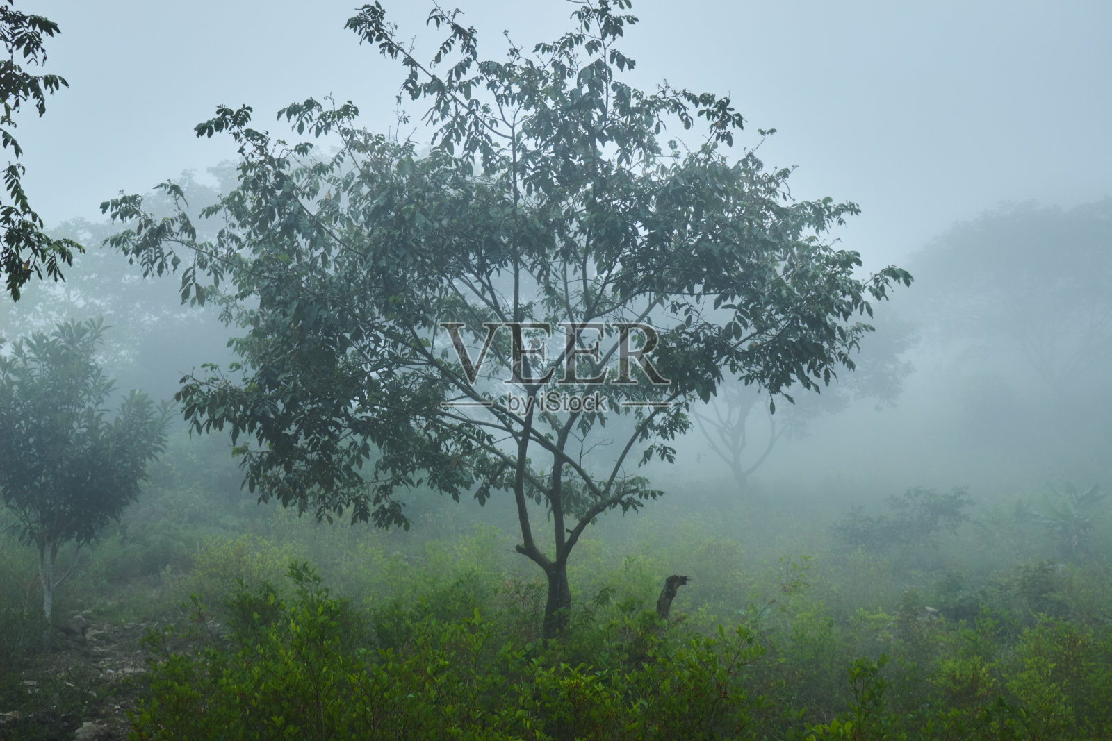 雾在野生的绿色森林照片摄影图片