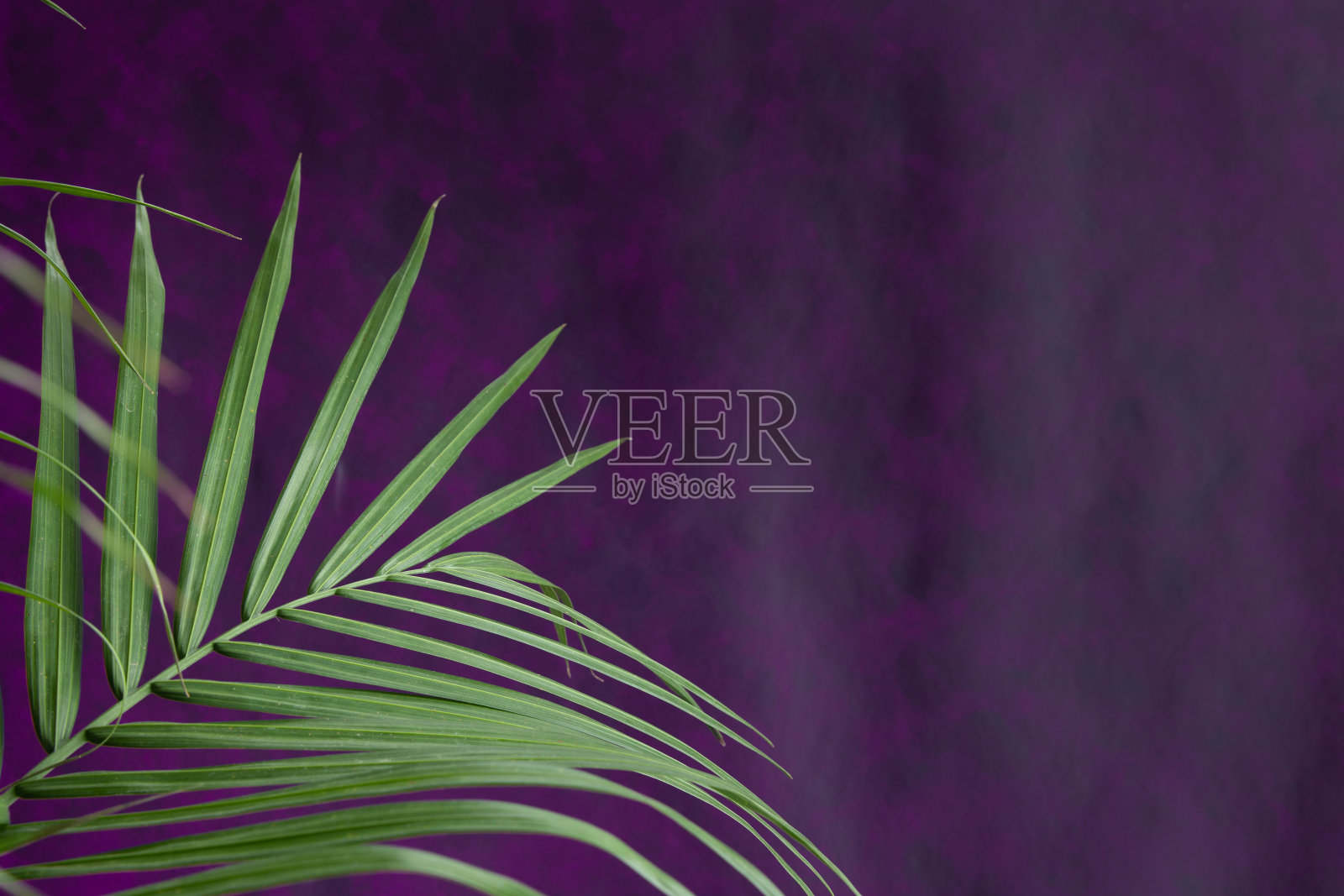 紫色背景上的新鲜棕榈枝照片摄影图片