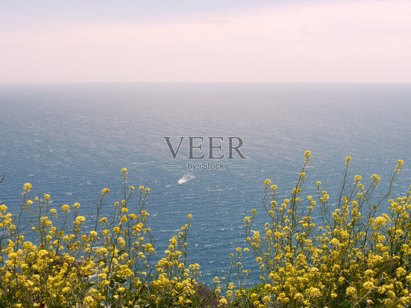 黄色的花照片摄影图片