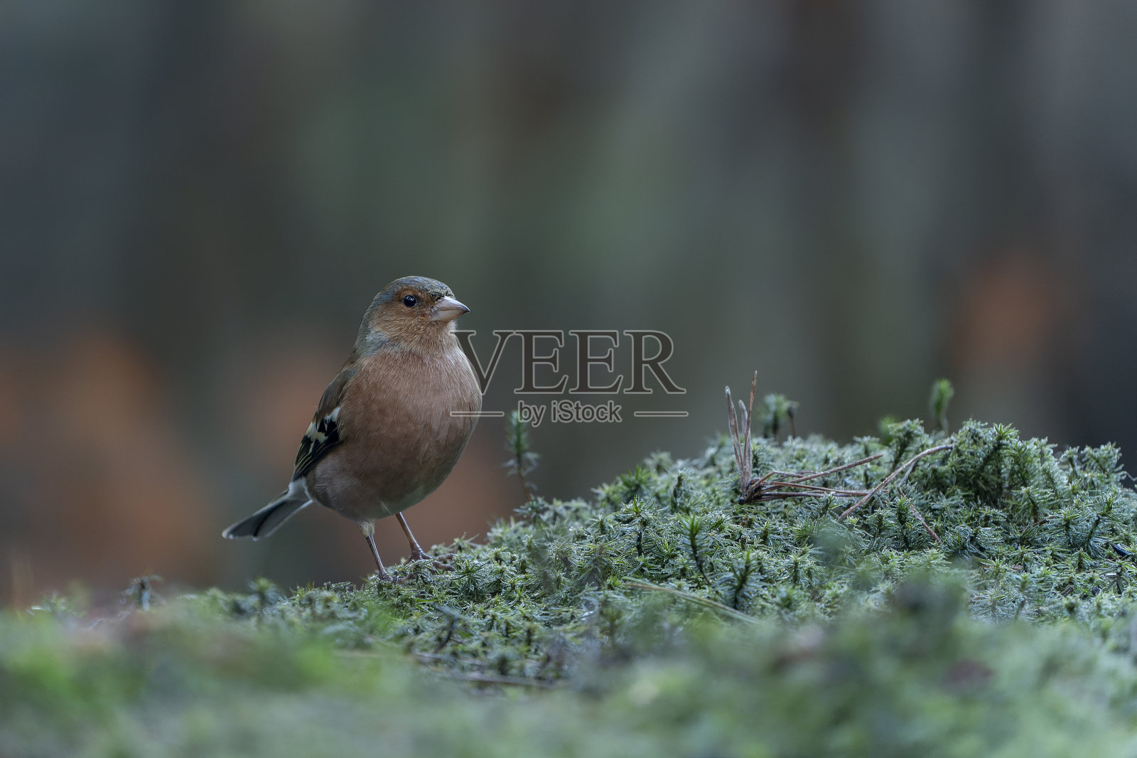 荷兰北布拉班特森林中常见的苍头燕雀。照片摄影图片
