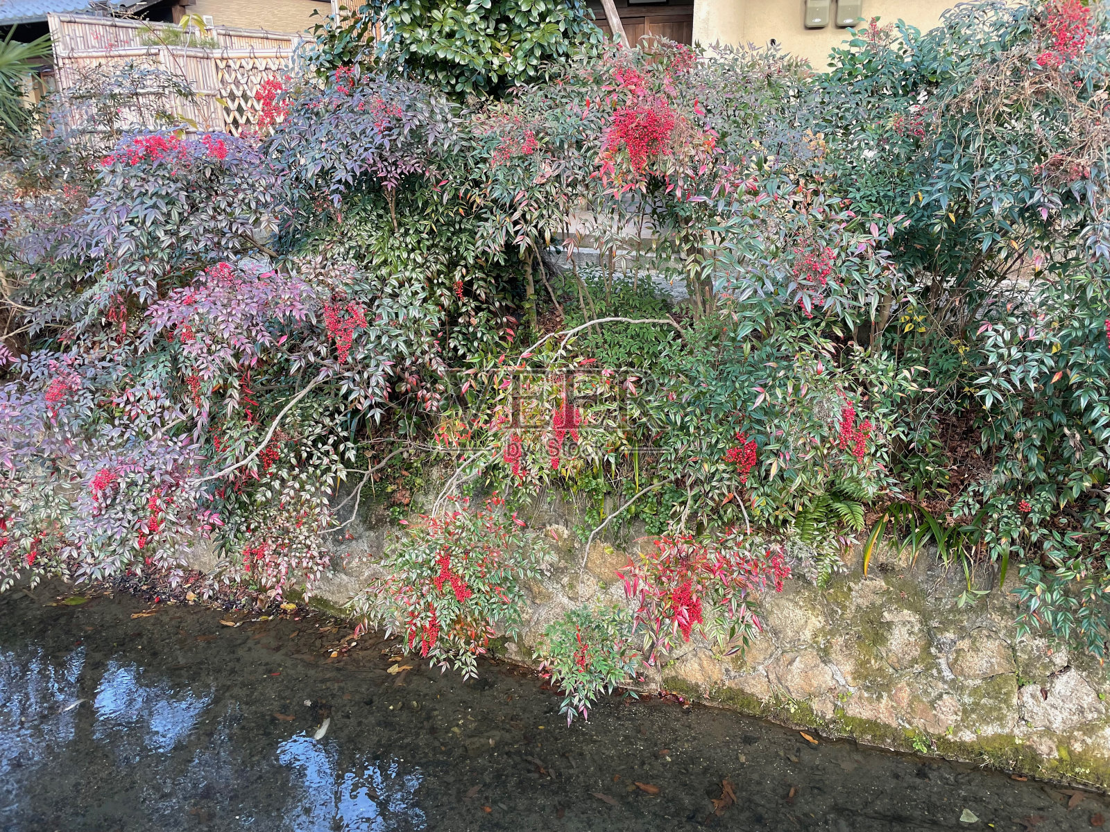 河岸上有花植物照片摄影图片