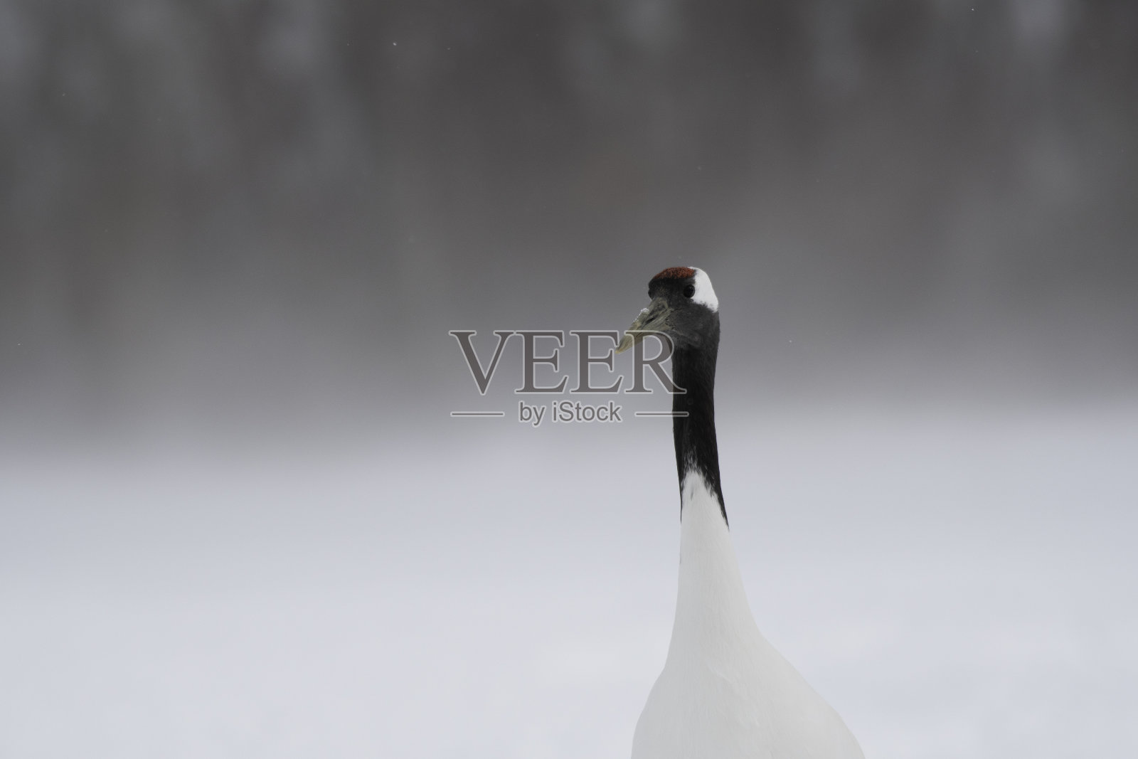 在飘雪中，日本鹤头朝左照片摄影图片